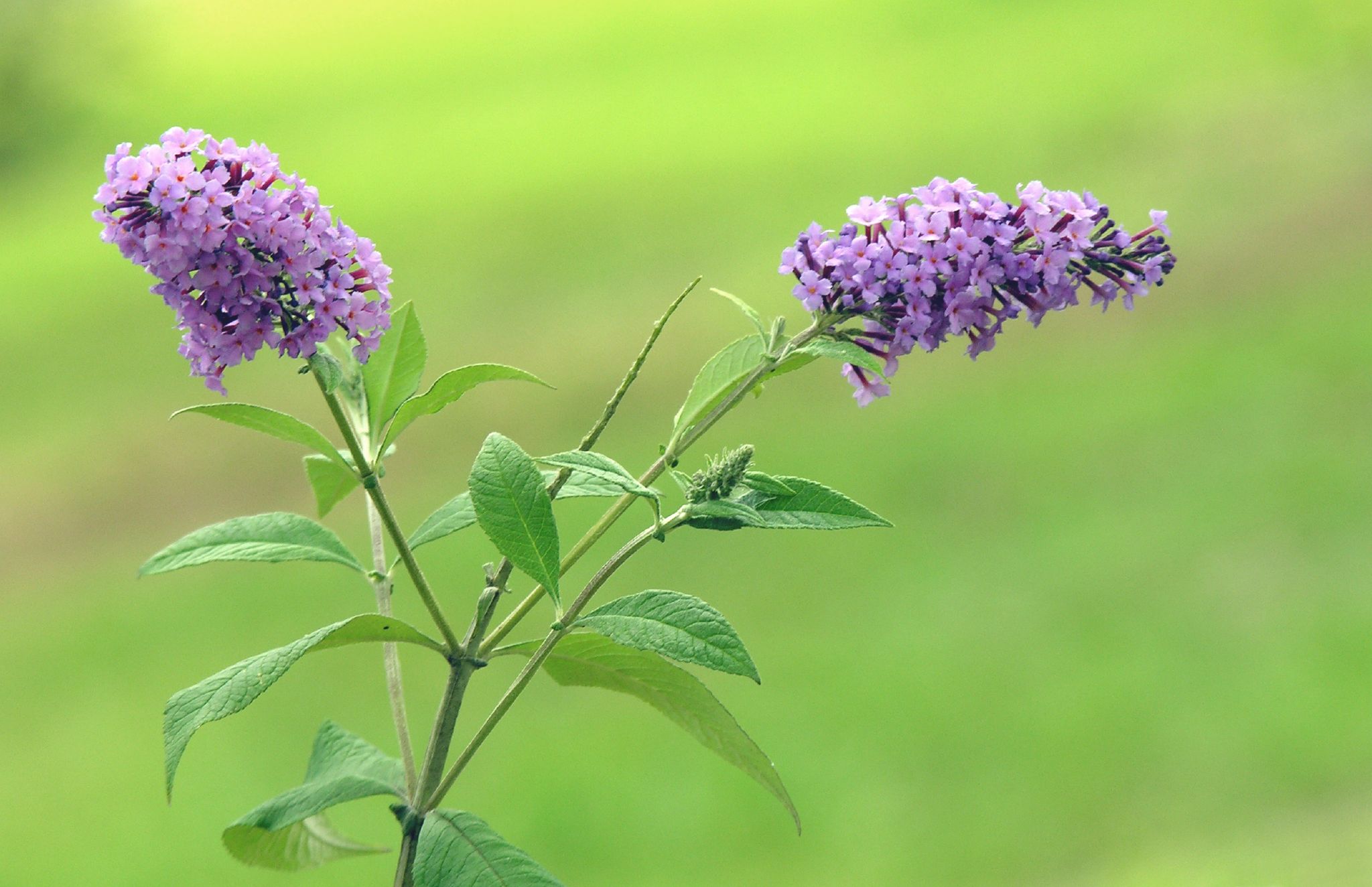 Buddleja Davidii